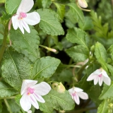Foltz plant