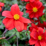 Foltz plant