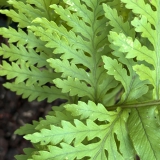 Foltz plant
