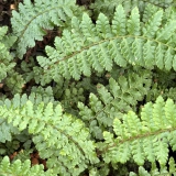 Foltz plant