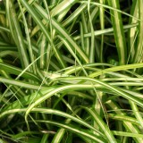 Foltz plant