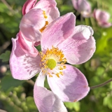Foltz plant