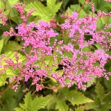 Foltz plant