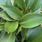 Foltz plant