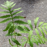 Foltz plant