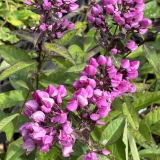 Foltz plant