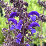 Foltz plant