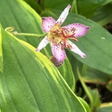 Foltz plant