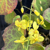 Foltz plant