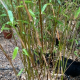 Foltz plant