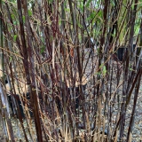Foltz plant