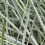 Foltz plant