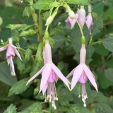Foltz plant