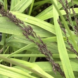 Foltz plant