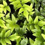 Foltz plant