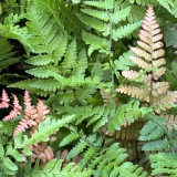 Foltz plant
