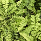 Foltz plant