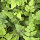 Foltz plant