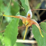 Foltz plant