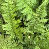 Foltz plant