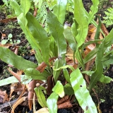 Foltz plant