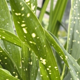 Foltz plant