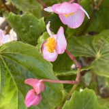 Foltz plant