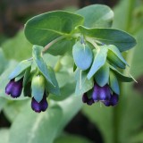 Foltz plant
