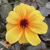 Foltz plant