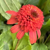 Foltz plant