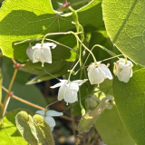 Foltz plant