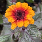 Foltz plant