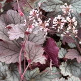 Foltz plant