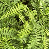 Foltz plant