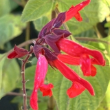 Foltz plant
