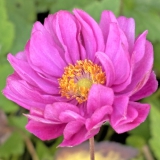 Foltz plant