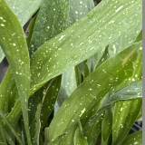 Foltz plant