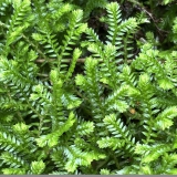 Foltz plant