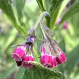 Foltz plant