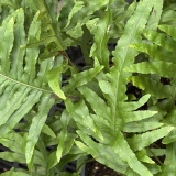 Foltz plant