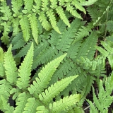 Foltz plant