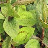 Foltz plant