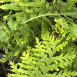 Foltz plant