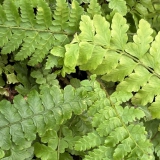Foltz plant