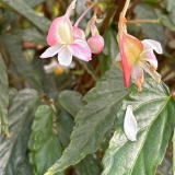 Foltz plant