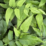 Foltz plant