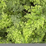 Foltz plant