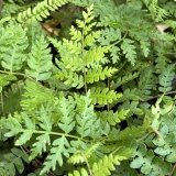 Foltz plant