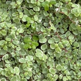 Foltz plant