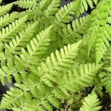 Foltz plant
